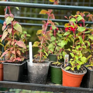 Fuchsia Live Plant – Hummingbird Magnet Flower, 3-4 inch Pot, Outdoor - Image 7