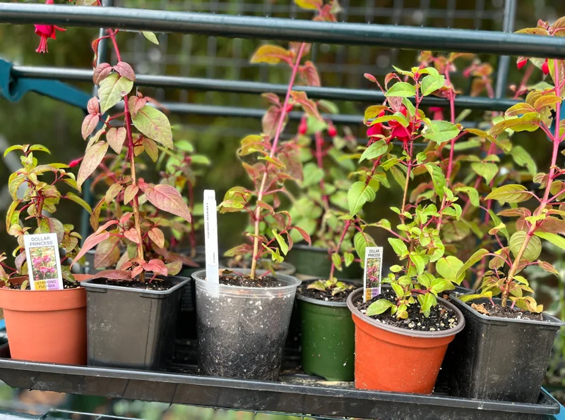 Fuchsia Live Plant – Hummingbird Magnet Flower, 3-4 inch Pot, Outdoor - Image 7
