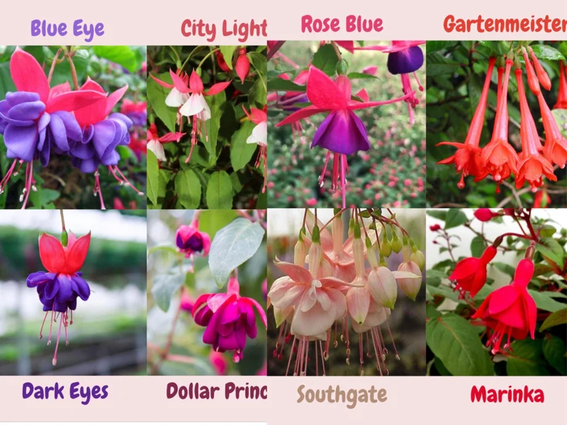Fuchsia Live Plant – Hummingbird Magnet Flower, 3-4 inch Pot, Outdoor - Image 8