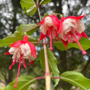 Fuchsia Live Plant – Hummingbird Magnet Flower, 3-4 inch Pot, Outdoor - Image 9