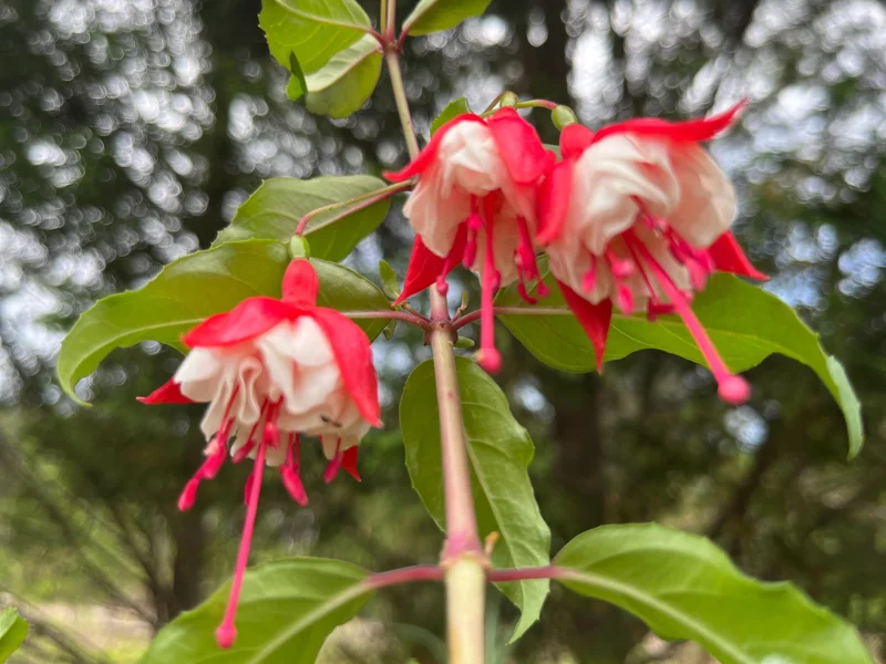 Fuchsia Live Plant – Hummingbird Magnet Flower, 3-4 inch Pot, Outdoor - Image 9