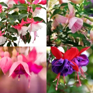 Fuchsia Live Plant - Well-Rooted Starter Plug - Healthy Young Plant for Hanging Baskets & Containers - Image 8