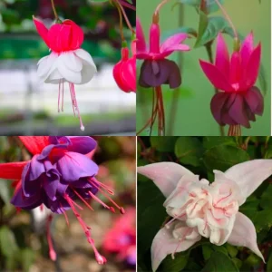 Fuchsia Live Plant - Well-Rooted Starter Plug - Outdoor Flowering Plant - Image 10