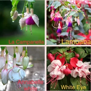Fuchsia Live Plant - Well-Rooted Starter Plug - Outdoor Flowering Plant - Image 4