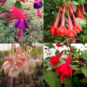 Fuchsia Live Plant - Well-Rooted Starter Plug - Outdoor Flowering Plant - Image 5