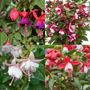 Fuchsia Live Plant - Well-Rooted Starter Plug - Outdoor Flowering Plant - Image 7