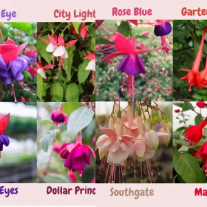 Fuchsia Live Plant - Well-Rooted Starter Plug - Outdoor Flowering Plant - Image 1