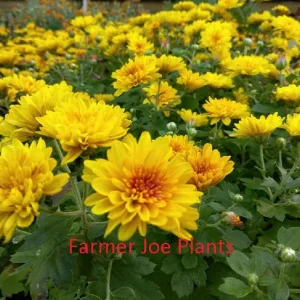 Garden Mum - Chrysanthemum - Hardy mums -Live Plant - Gold with Eye - 1 live plant 4" pot Cut back & Ready For Next Season - Image 2