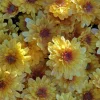 Garden Mum - Chrysanthemum - Hardy mums -Live Plant - Gold with Eye - 1 live plant 4" pot Cut back & Ready For Next Season - Image 1