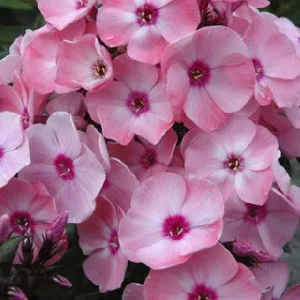 Garden Phlox Live Plant - Tall Perennial Flower, Attracts Pollinators & Birds, USDA Zones 4-8 - Image 10