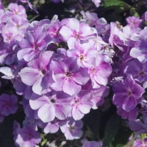 Garden Phlox Live Plant - Tall Perennial Flower, Attracts Pollinators & Birds, USDA Zones 4-8 - Image 3