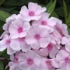 Garden Phlox Live Plant - Tall Perennial Flower, Attracts Pollinators & Birds, USDA Zones 4-8 - Image 1