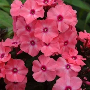 Garden Phlox Live Plant - Tall Perennial Flower, Attracts Pollinators & Birds, USDA Zones 4-8 - Image 4