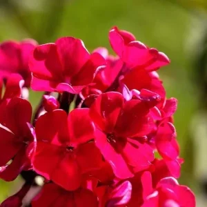 Garden Phlox Live Plant - Tall Perennial Flower, Attracts Pollinators & Birds, USDA Zones 4-8 - Image 7