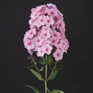 Garden Phlox Live Plant - Tall Perennial Flower, Attracts Pollinators & Birds, USDA Zones 4-8 - Image 8