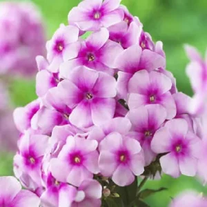 Garden Phlox Live Plant - Tall Perennial Flower, Attracts Pollinators & Birds, USDA Zones 4-8 - Image 9