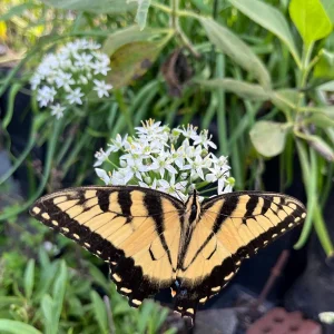Garlic Chives Live Plant - Culinary Herb & Pollinator Garden Perennial - Image 2
