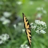 Garlic Chives Live Plant - Culinary Herb & Pollinator Garden Perennial - Image 1