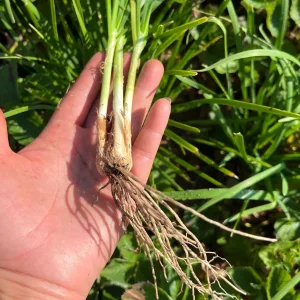 Garlic Chives Live Plant - Culinary Herb & Pollinator Garden Perennial - Image 3