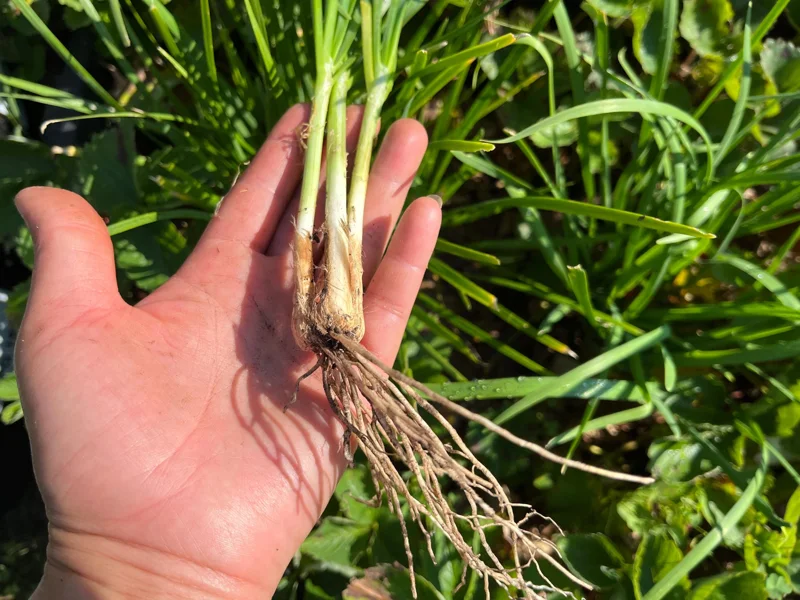 Garlic Chives Live Plant - Culinary Herb & Pollinator Garden Perennial - Image 3