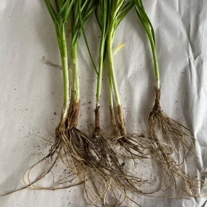 Garlic Chives Live Plant - Culinary Herb & Pollinator Garden Perennial - Image 4