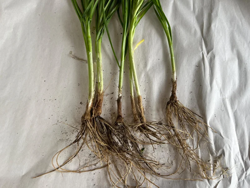 Garlic Chives Live Plant - Culinary Herb & Pollinator Garden Perennial - Image 4