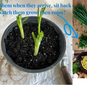 Garlic Chives Live Plant - Culinary Herb & Pollinator Garden Perennial - Image 5