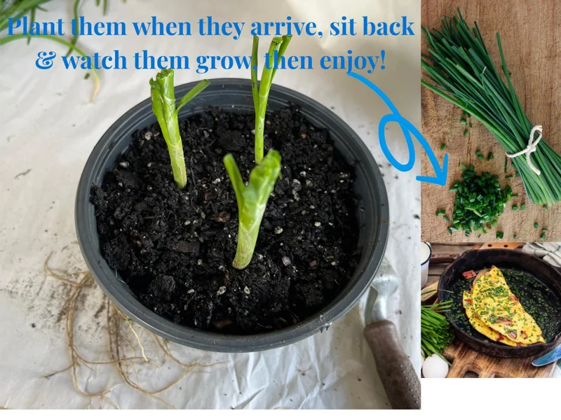 Garlic Chives Live Plant - Culinary Herb & Pollinator Garden Perennial - Image 5