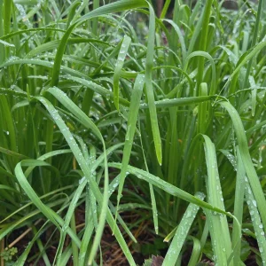 Garlic Chives Live Plant - Culinary Herb & Pollinator Garden Perennial - Image 6