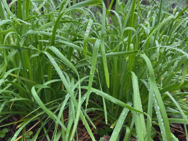 Garlic Chives Live Plant - Culinary Herb & Pollinator Garden Perennial - Image 6