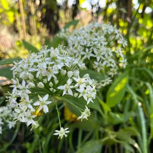 Garlic Chives Live Plant - Culinary Herb & Pollinator Garden Perennial - Image 7
