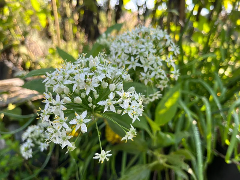Garlic Chives Live Plant - Culinary Herb & Pollinator Garden Perennial - Image 7