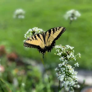 Garlic Chives Live Plant - Culinary Herb & Pollinator Garden Perennial - Image 9