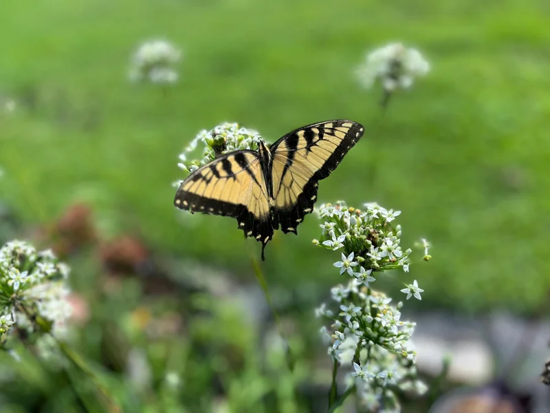 Garlic Chives Live Plant - Culinary Herb & Pollinator Garden Perennial - Image 9