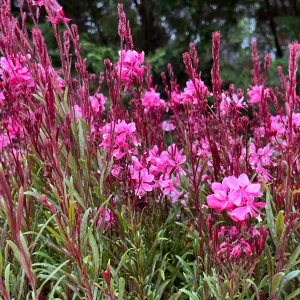 Gaura Lindheimeri Live Plant - Wand Flower Bee Blossom Grass Quart Pot, Outdoor - Image 10