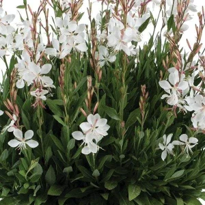 Gaura Lindheimeri Live Plant - Wand Flower Bee Blossom Grass Quart Pot, Outdoor - Image 2