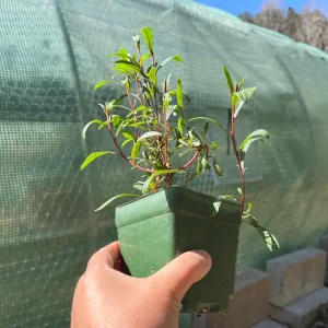 Gaura Lindheimeri Live Plant - Wand Flower Bee Blossom Grass Quart Pot, Outdoor - Image 3