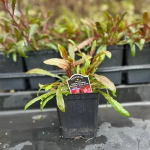 Gaura Lindheimeri Live Plant - Wand Flower Bee Blossom Grass Quart Pot, Outdoor - Image 4