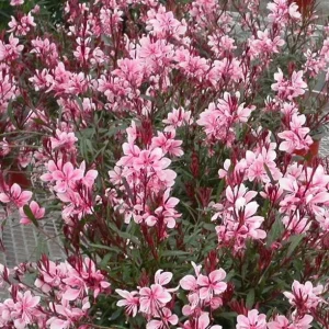 Gaura Lindheimeri Live Plant - Wand Flower Bee Blossom Grass Quart Pot, Outdoor - Image 5