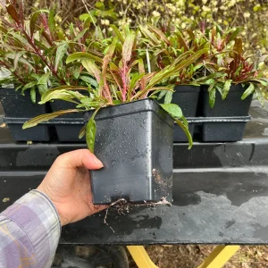 Gaura Lindheimeri Live Plant - Wand Flower Bee Blossom Grass Quart Pot, Outdoor - Image 6