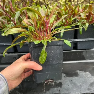 Gaura Lindheimeri Live Plant - Wand Flower Bee Blossom Grass Quart Pot, Outdoor - Image 7