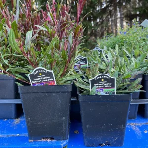 Gaura Lindheimeri Live Plant - Wand Flower Bee Blossom Grass Quart Pot, Outdoor - Image 9