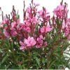 Gaura Lindheimeri Live Plant - Wand Flower Bee Blossom Grass Quart Pot, Outdoor - Image 1