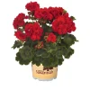 Geranium Live Plant - Healthy Well-Rooted Starter Plugs - Easy Care Flowering Plant for Indoor/Outdoor - Image 1