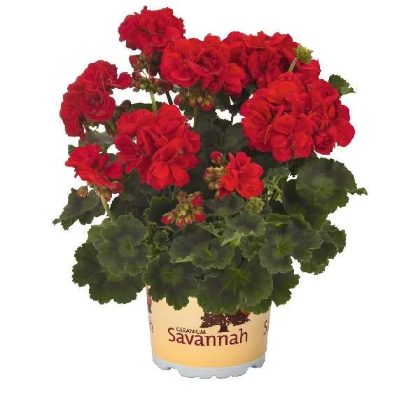 Geranium Live Plant - Healthy Well-Rooted Starter Plugs - Easy Care Flowering Plant for Indoor/Outdoor - Image 1