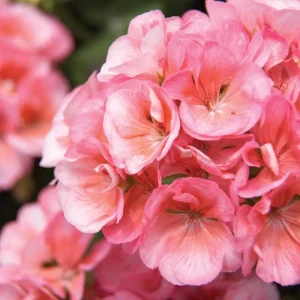 Geranium Live Plant - Healthy Well-Rooted Starter Plugs - Easy Care Flowering Plant for Indoor/Outdoor - Image 10