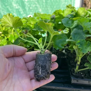 Geranium Live Plant - Healthy Well-Rooted Starter Plugs - Easy Care Flowering Plant for Indoor/Outdoor - Image 3