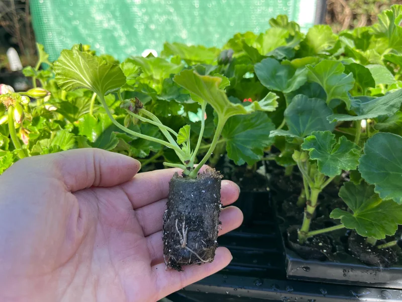 Geranium Live Plant - Healthy Well-Rooted Starter Plugs - Easy Care Flowering Plant for Indoor/Outdoor - Image 3