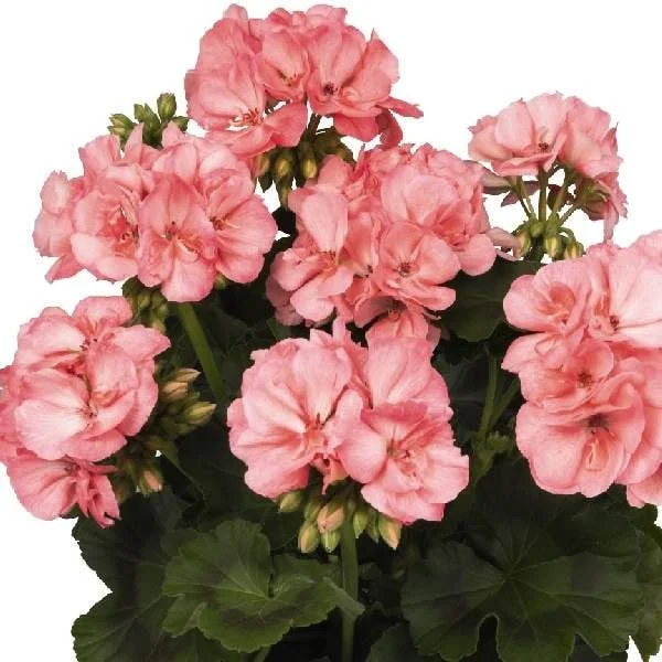 Geranium Live Plant - Healthy Well-Rooted Starter Plugs - Easy Care Flowering Plant for Indoor/Outdoor - Image 4