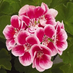 Geranium Live Plant - Healthy Well-Rooted Starter Plugs - Easy Care Flowering Plant for Indoor/Outdoor - Image 5